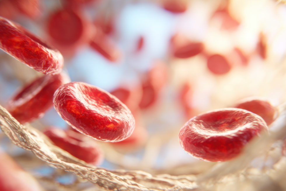 Adobe Stockfoto © tashechka: Mikroaufnahme von roten Blutkörperchen